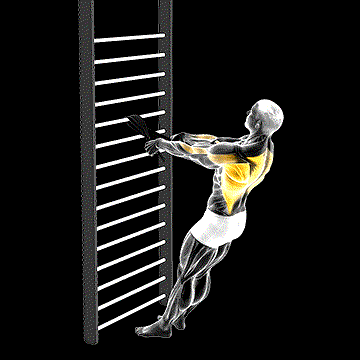 Bodyweight Standing Row (w/ Towel) demonstration