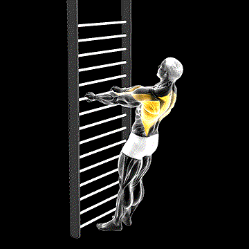 Bodyweight Standing Row demonstration