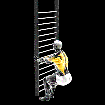 Bodyweight Squatting Row demonstration