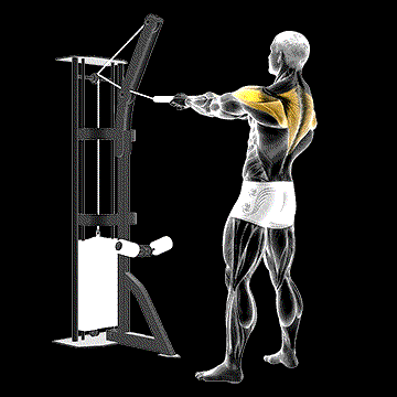 Cable Standing Rear Delt Horizontal Row (w/ Rope) demonstration