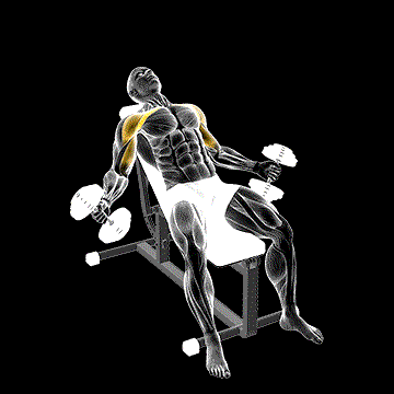 High Dumbbell Fly demonstration