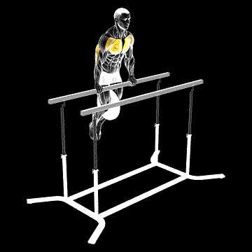 Weighted Straight-Bar Dip demonstration