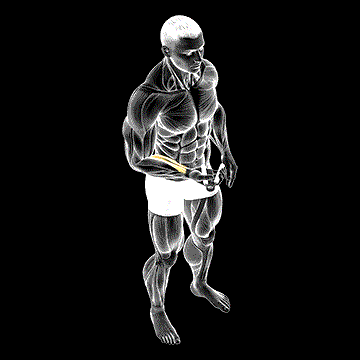 Hand Spring Wrist Curl demonstration