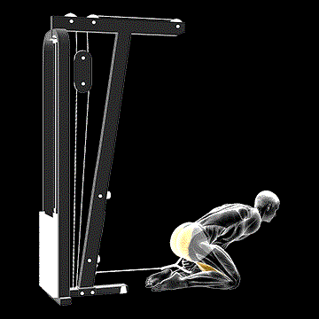 Cable Kneeling Pull-Through demonstration