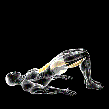 Glute March demonstration