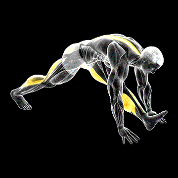 Front Hamstring Stretch demonstration