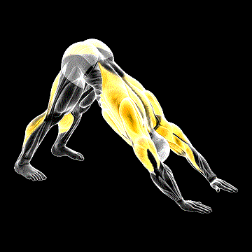 Downward Facing Dog demonstration