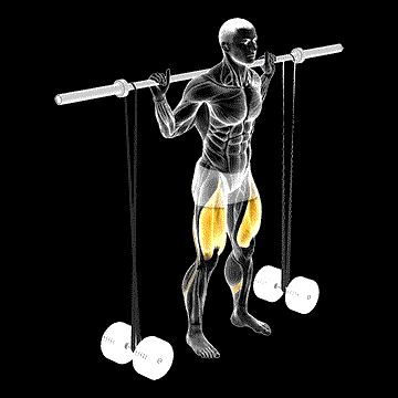Barbell Banded Squat demonstration