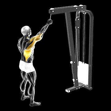Cable One-Arm Pulldown demonstration