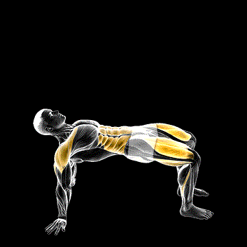 Reverse Plank (w/ Leg Lift) demonstration