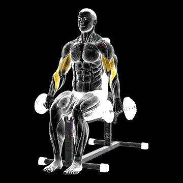 Dumbbell Seated Reverse-Grip Bicep Curl demonstration