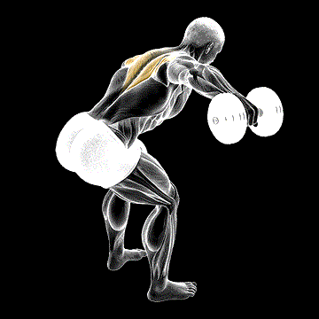 Dumbbell Bent-over Alternate Rear Delt Fly demonstration