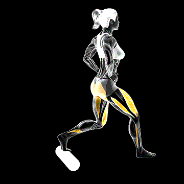 Split Squat (w/ Roll) demonstration