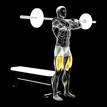 Barbell Front Bench Squat demonstration