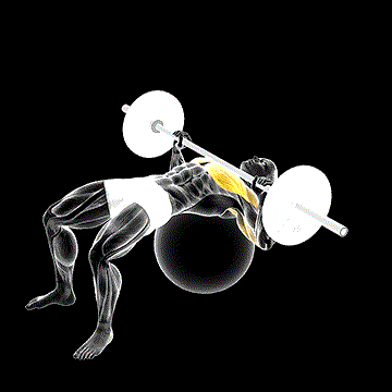 Barbell Chest Press (w/ Stability Ball) demonstration