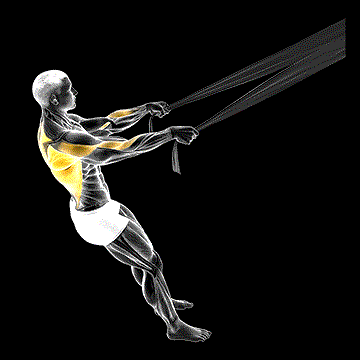 Rear Delt Row (w/ Bed Sheet) demonstration