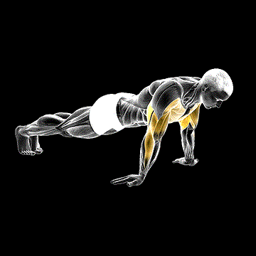Reverse Push-up demonstration