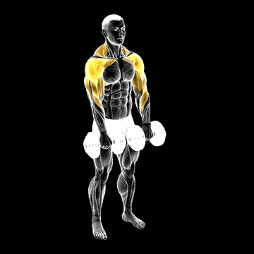 Dumbbell Archer demonstration