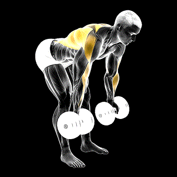 Dumbbell Bent-over Reverse Row demonstration
