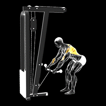 Cable Bent-over Row demonstration