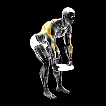 Weighted Plate Bent-over Row demonstration