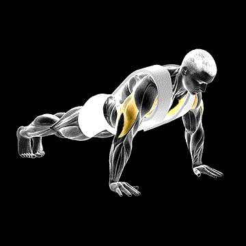Weighted Push-up (w/ Vest) demonstration