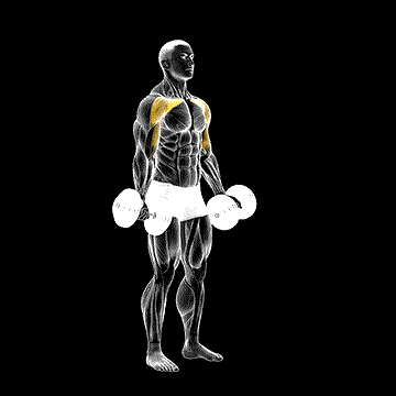 Dumbbell Low Fly demonstration