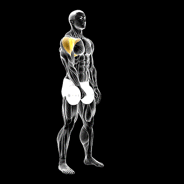 Dumbbell One-Arm Front Raise demonstration