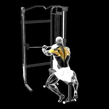 Cable Seated Rear Delt Fly (w/ Chest Support) demonstration