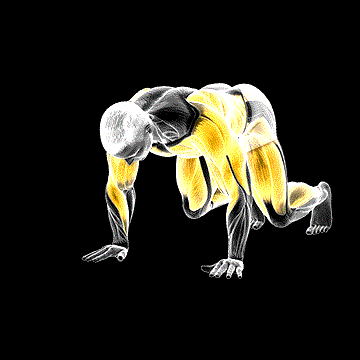 Side Bear Crawl demonstration