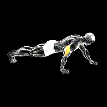Push-up Hand by Hand demonstration