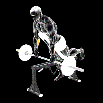 Barbell Incline Wrist Curl (w/ Chest Support) demonstration