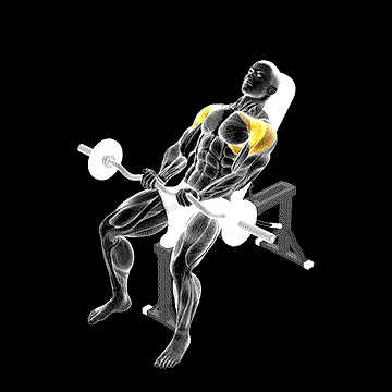 EZ Bar Incline Front Raise demonstration