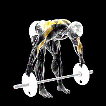 Barbell Bent-over Wide Alternate Row demonstration