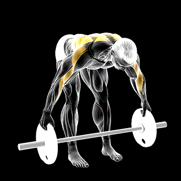 Barbell Bent-over Wide Row demonstration