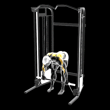 Cable Bent-over Row (w/ Bar) demonstration