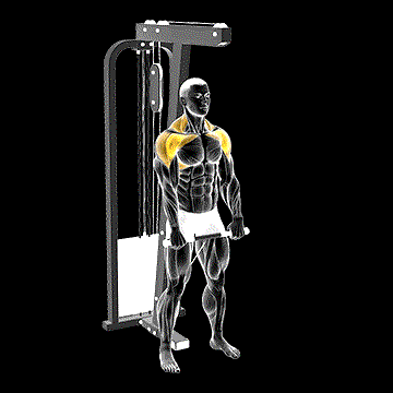 Cable Standing Front Raise demonstration