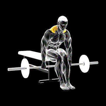 Barbell Seated Shrug demonstration
