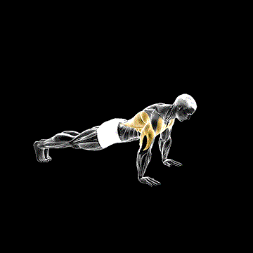 Bird Dog Push-Up demonstration