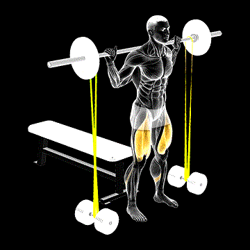 Barbell Banded Bench Squat demonstration