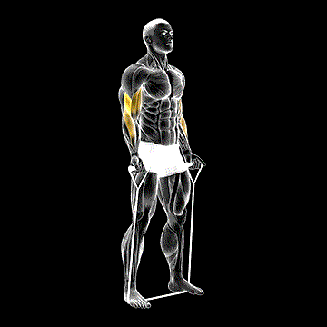 Band Bicep Curl demonstration
