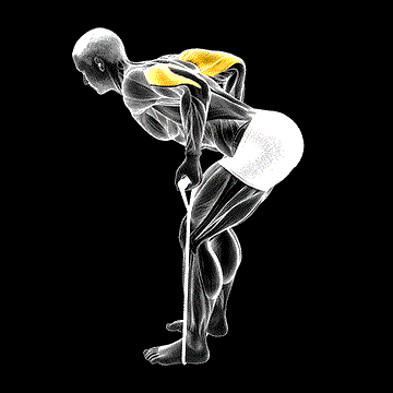 Band Triceps Kickback demonstration