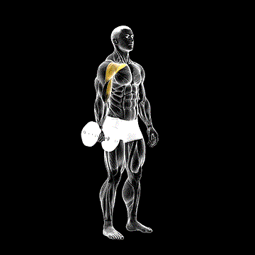 Dumbbell One-Arm Low Fly demonstration