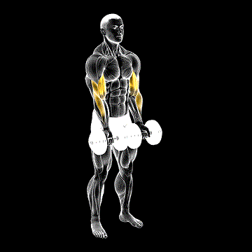 Dumbbell Close-Grip Curl demonstration