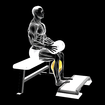 Weighted Seated Calf Raise demonstration