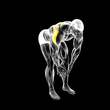 Bent-over Rear Delt Fly demonstration