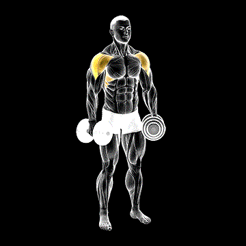 Dumbbell Partials Lateral Raise demonstration