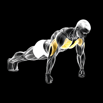 Knuckle Push-up demonstration