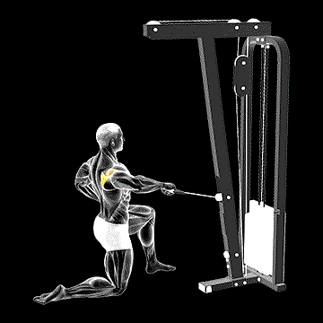 Cable Half-Kneeling External Rotation demonstration