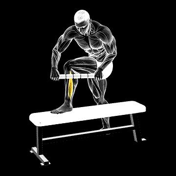 Tiger Tail Peroneal demonstration